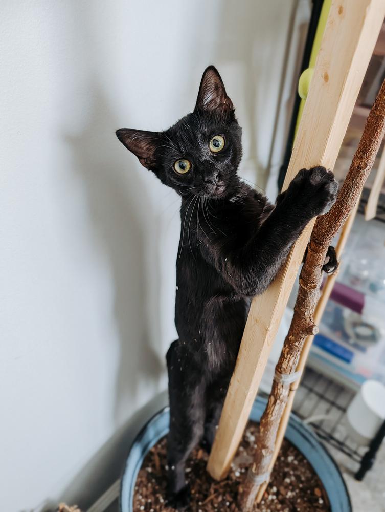 Enlarge Coal, a Adoptable Domestic Short Hair in Little Rock, AR image 1/2