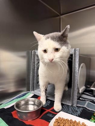 Dump Truck, Adoptable, Adult Male Domestic Short Hair & Domestic Short Hair.