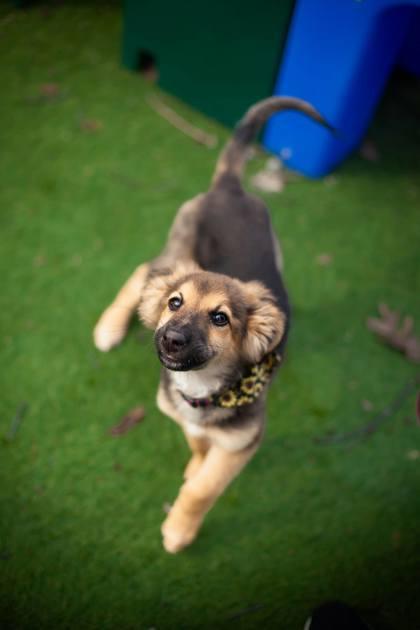 Enlarge Frogger, a Adoptable mixed breed in Hobart, IN image 1/3