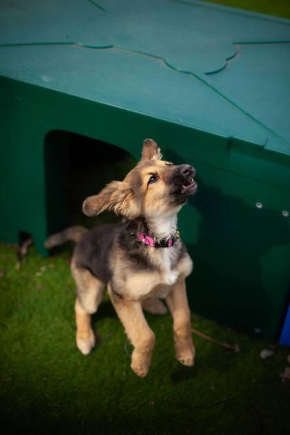 Enlarge Frogger, a Adoptable mixed breed in Hobart, IN image 3/3