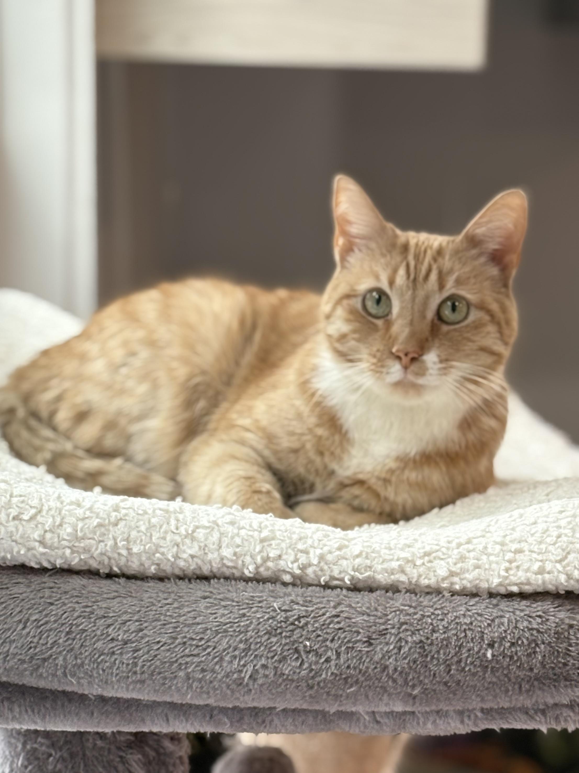 Enlarge Jamie, an adopted Domestic Short Hair in Ridgefield, CT image 4/6