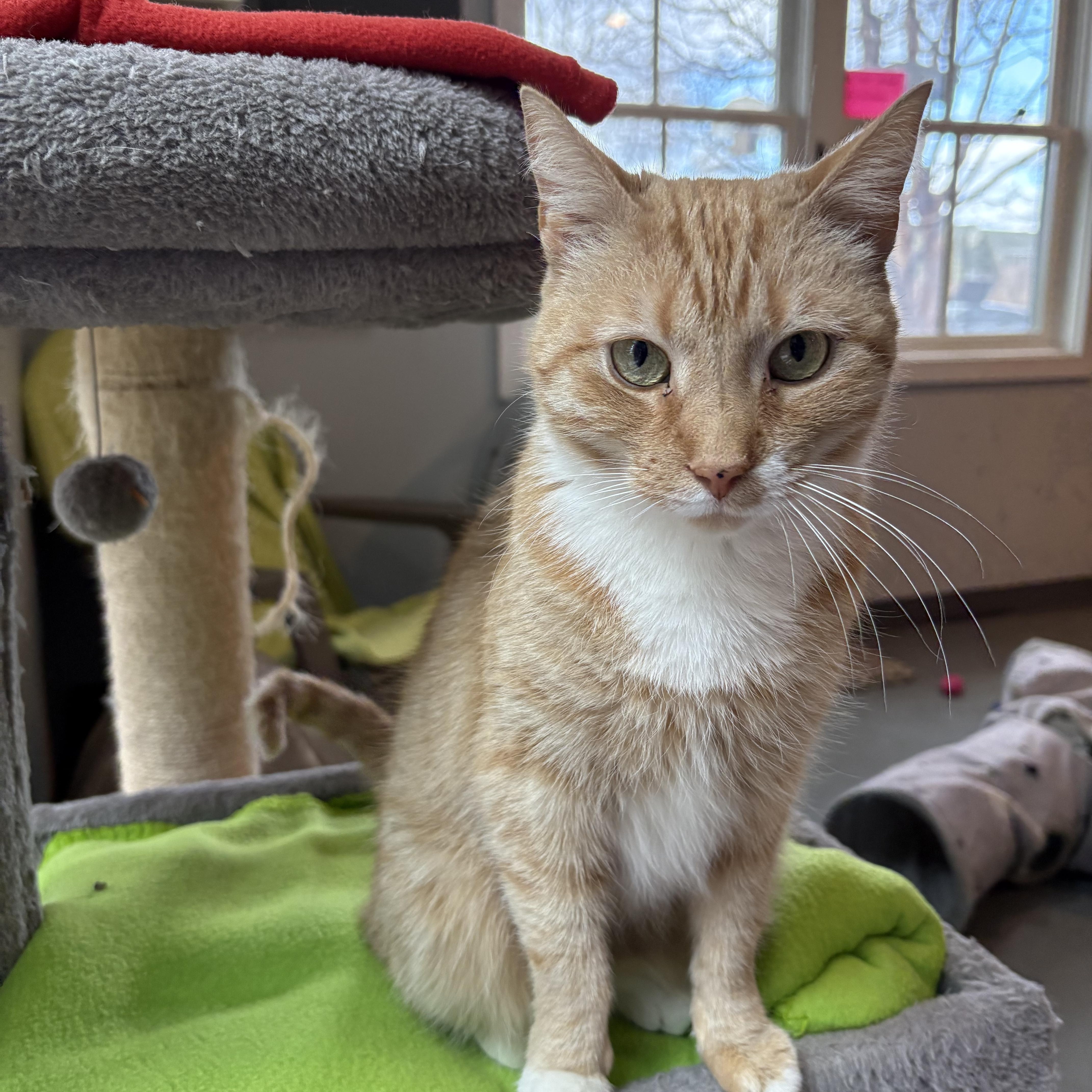 Enlarge Jamie, an adopted Domestic Short Hair in Ridgefield, CT image 5/6