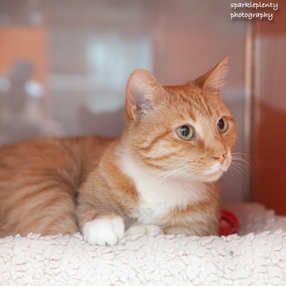 Enlarge Jamie, an adopted Domestic Short Hair in Ridgefield, CT image 2/6