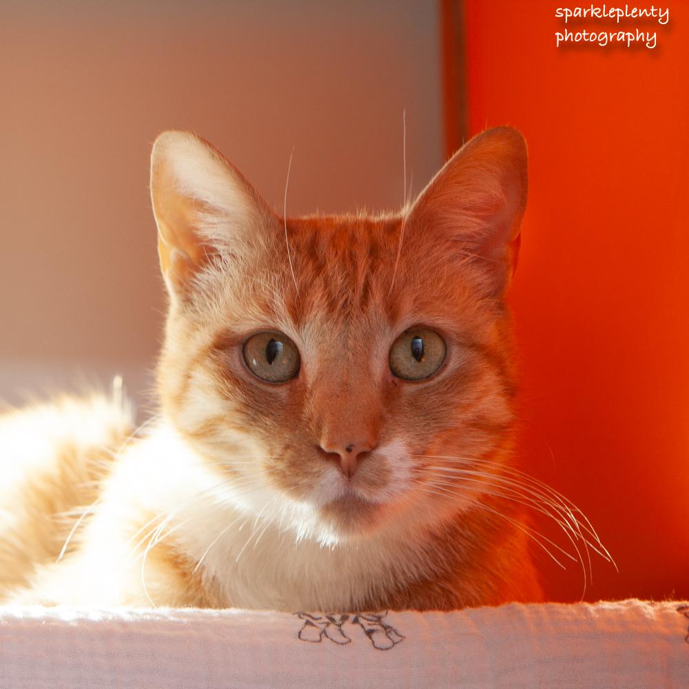 Enlarge Jamie, an adoptable Domestic Short Hair in Ridgefield, CT image 1/2