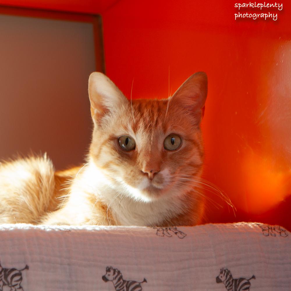 Enlarge Jamie, an adoptable Domestic Short Hair in Ridgefield, CT image 2/2