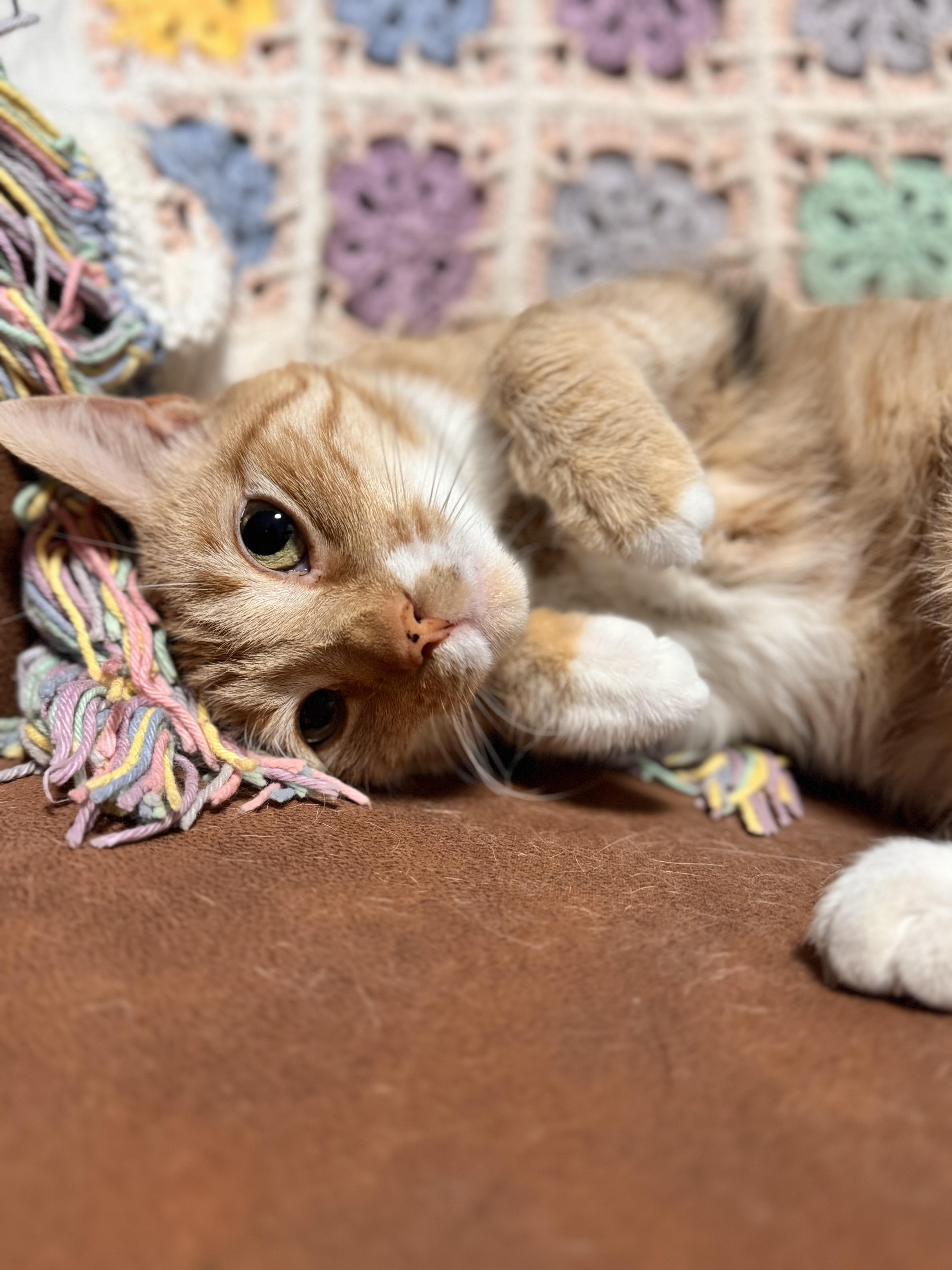 Enlarge Jamie, an adopted Domestic Short Hair in Ridgefield, CT image 3/6