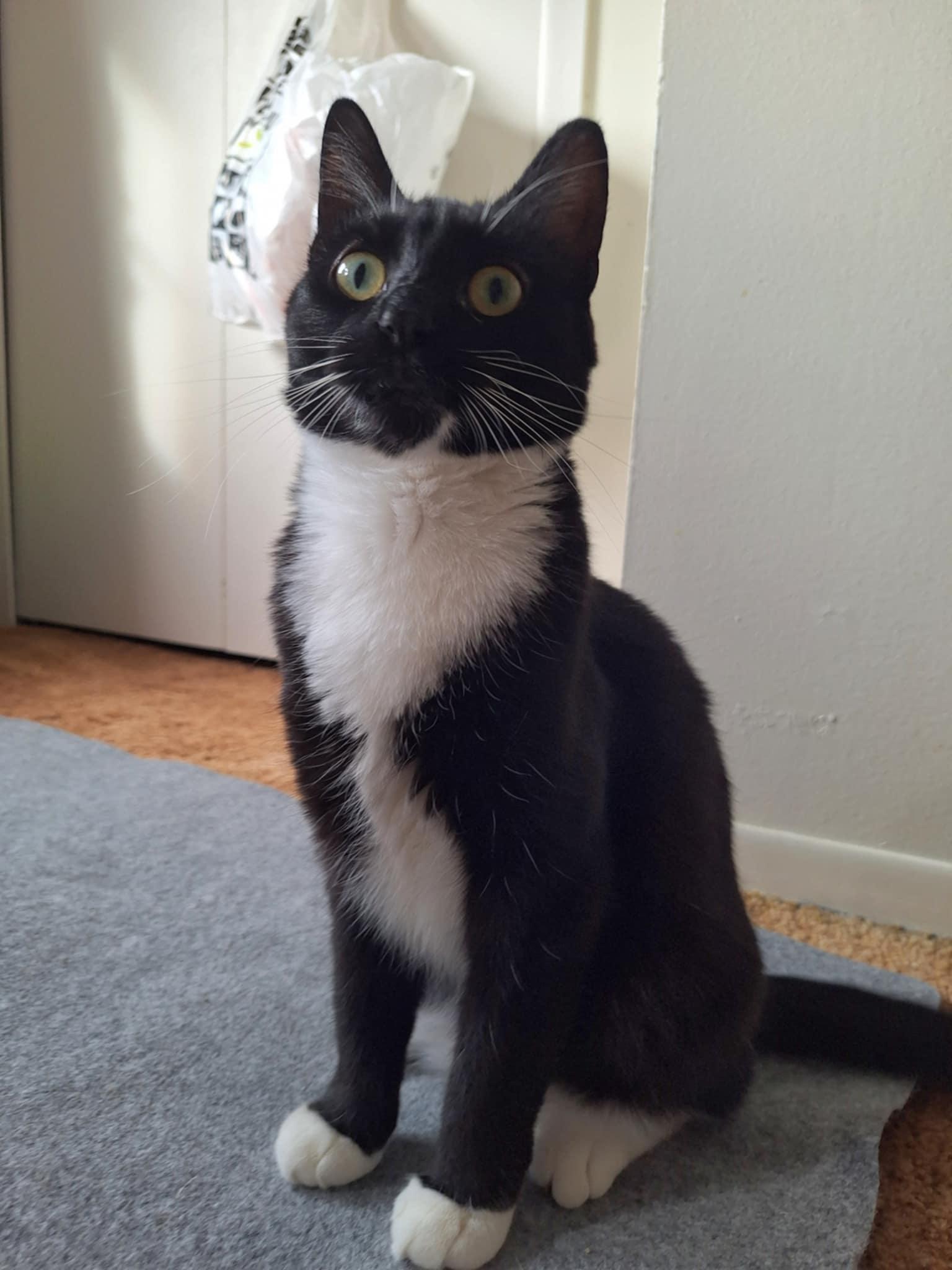 Lovebug (aka LB), a Adoptable Tuxedo in Macomb, MI image 2/5