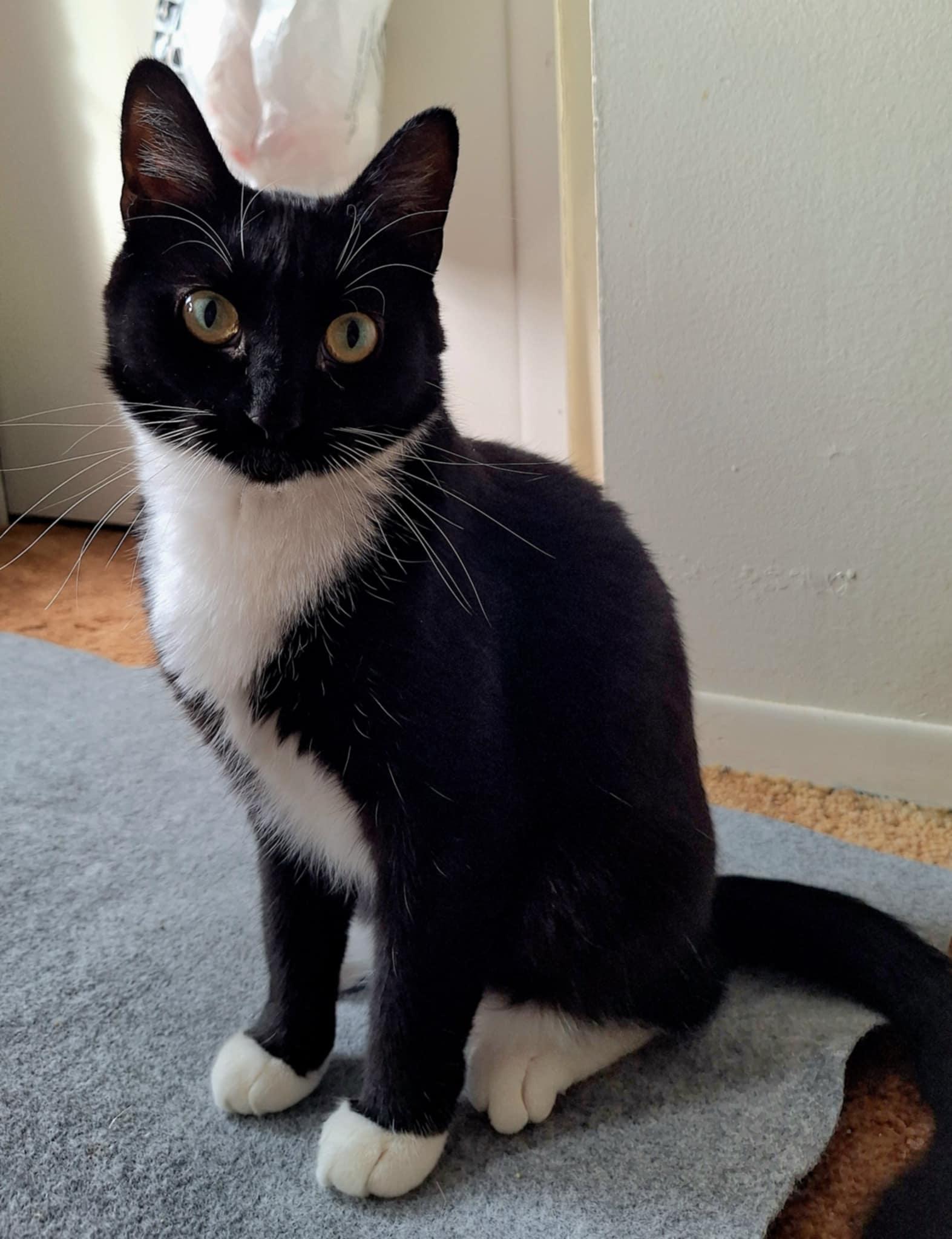 Lovebug (aka LB), Adoptable, Adult Female Tuxedo.