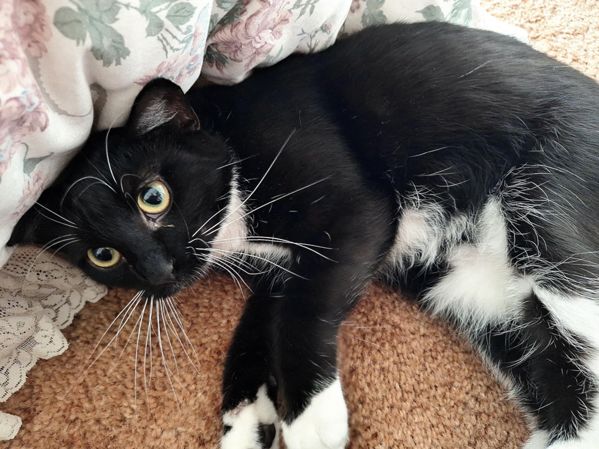 Lovebug (aka LB), a Adoptable Tuxedo in Macomb, MI image 4/5