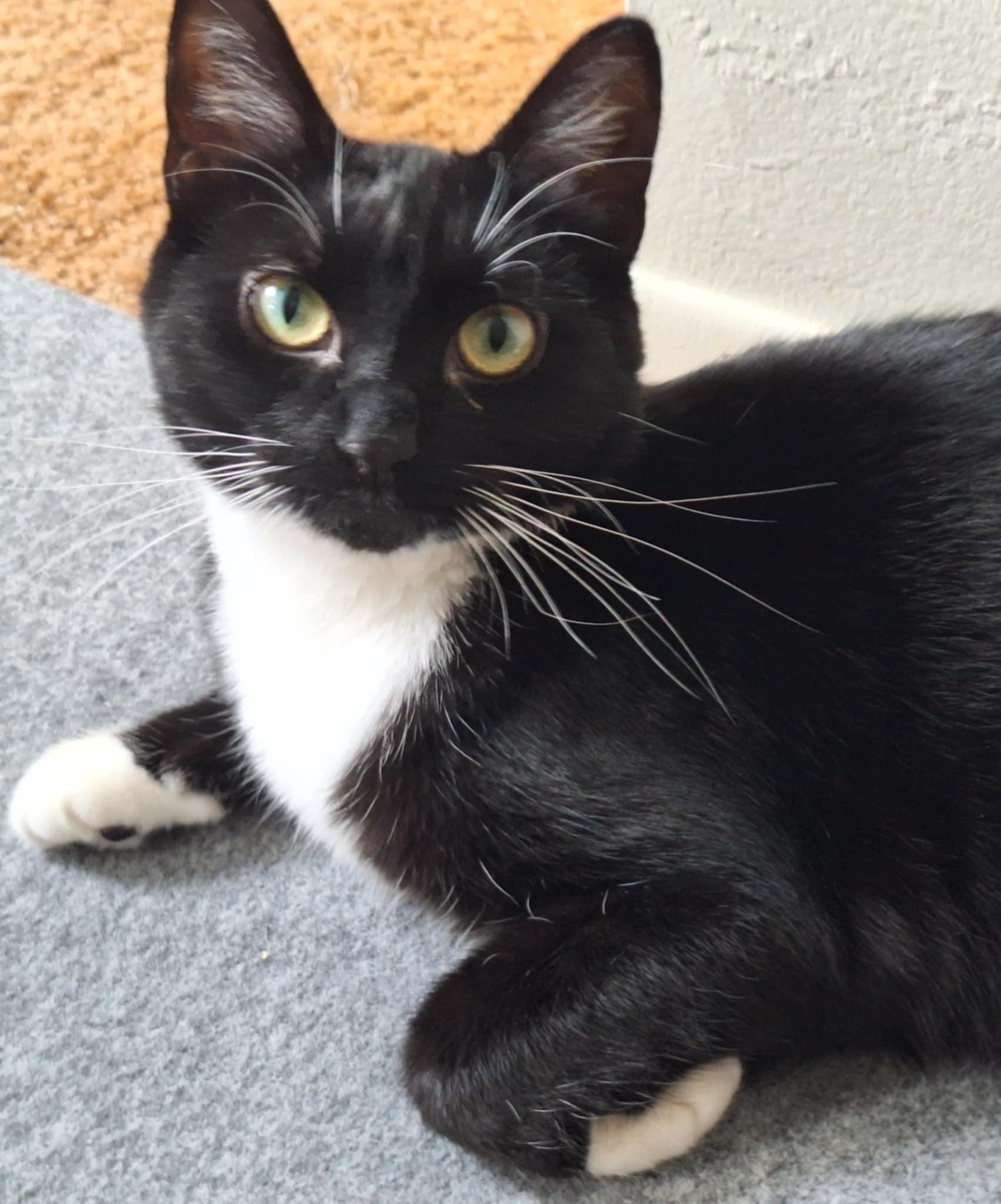 Lovebug (aka LB), a Adoptable Tuxedo in Macomb, MI image 5/5