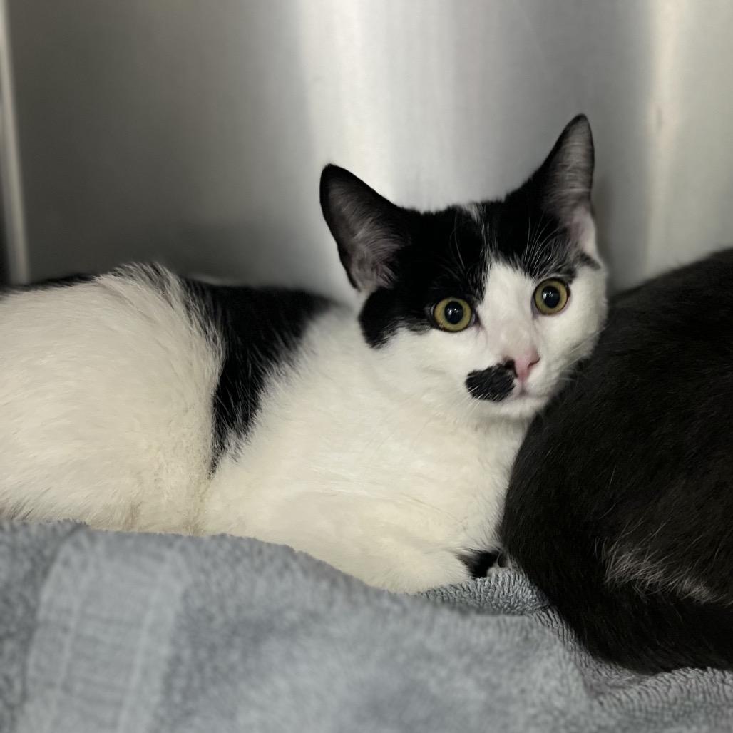 Enlarge Levi, a Adoptable Domestic Short Hair in Spokane, WA image 1/3