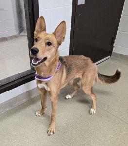 Enlarge Chloe, an adoptable German Shepherd Dog in Bucyrus, OH image 2/5