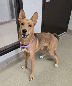 Chloe, adoptable, Adult Female German Shepherd Dog.