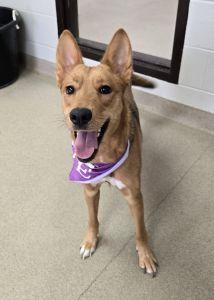 Enlarge Chloe, an adoptable German Shepherd Dog in Bucyrus, OH image 3/5