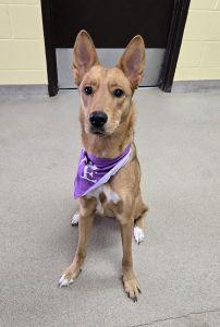 Enlarge Chloe, an adoptable German Shepherd Dog in Bucyrus, OH image 4/5