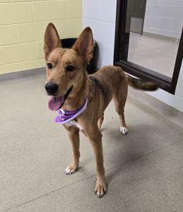 Enlarge Chloe, an adoptable German Shepherd Dog in Bucyrus, OH image 5/5