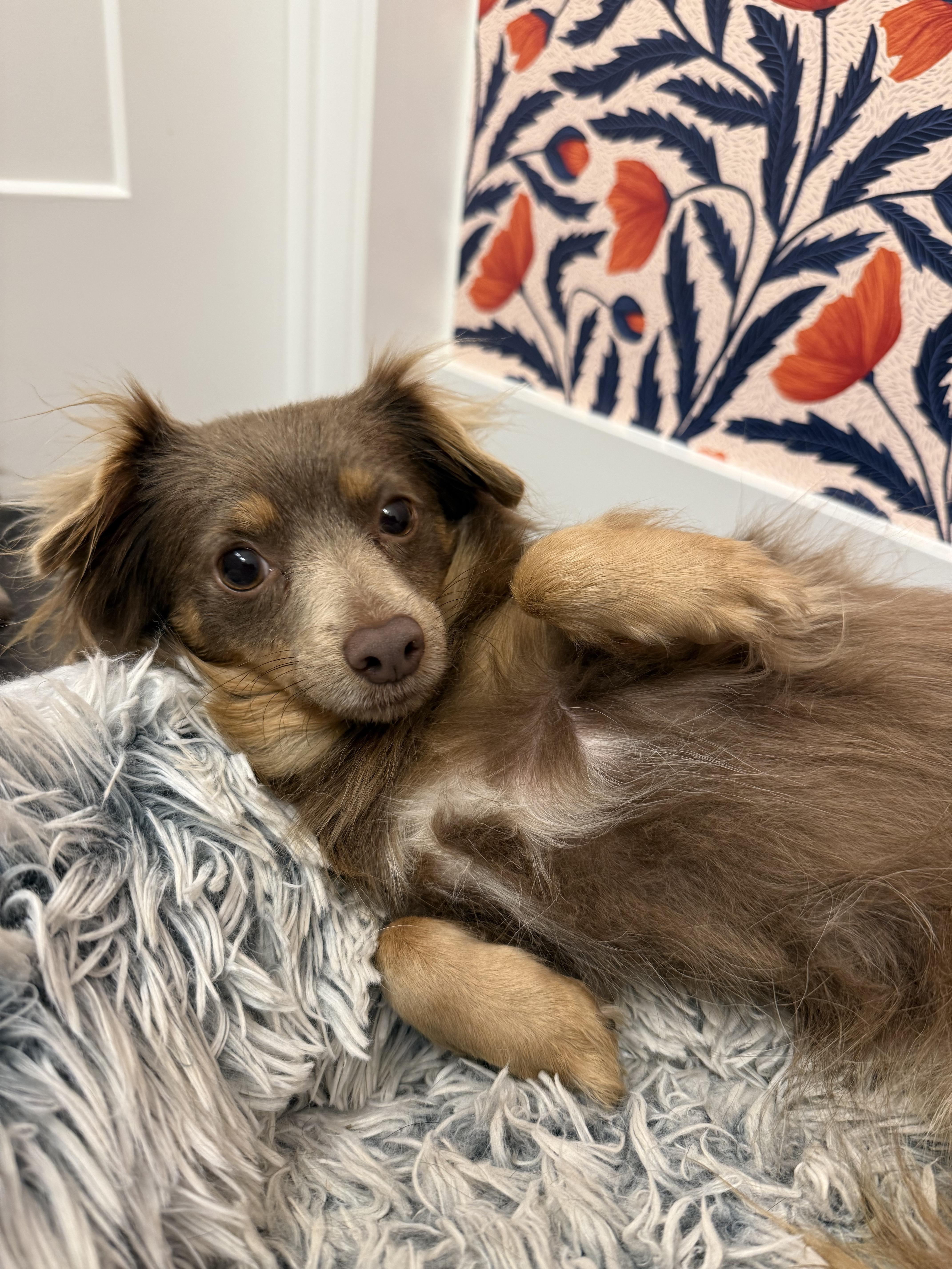 Natasha , ADOPTABLE, Adult Female Chihuahua.