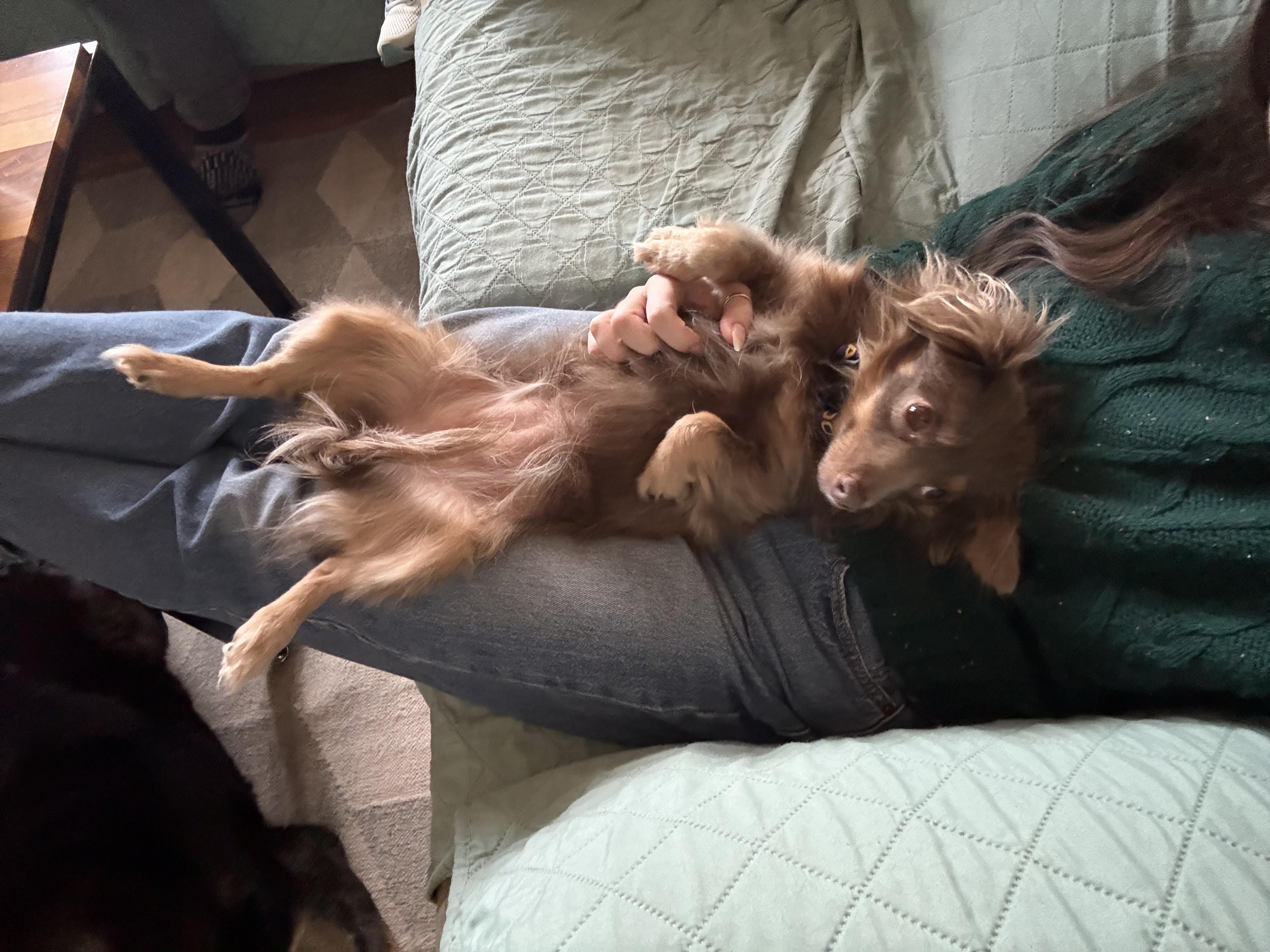 Enlarge Natasha , a ADOPTABLE Chihuahua in Hillsborough, NC image 3/5