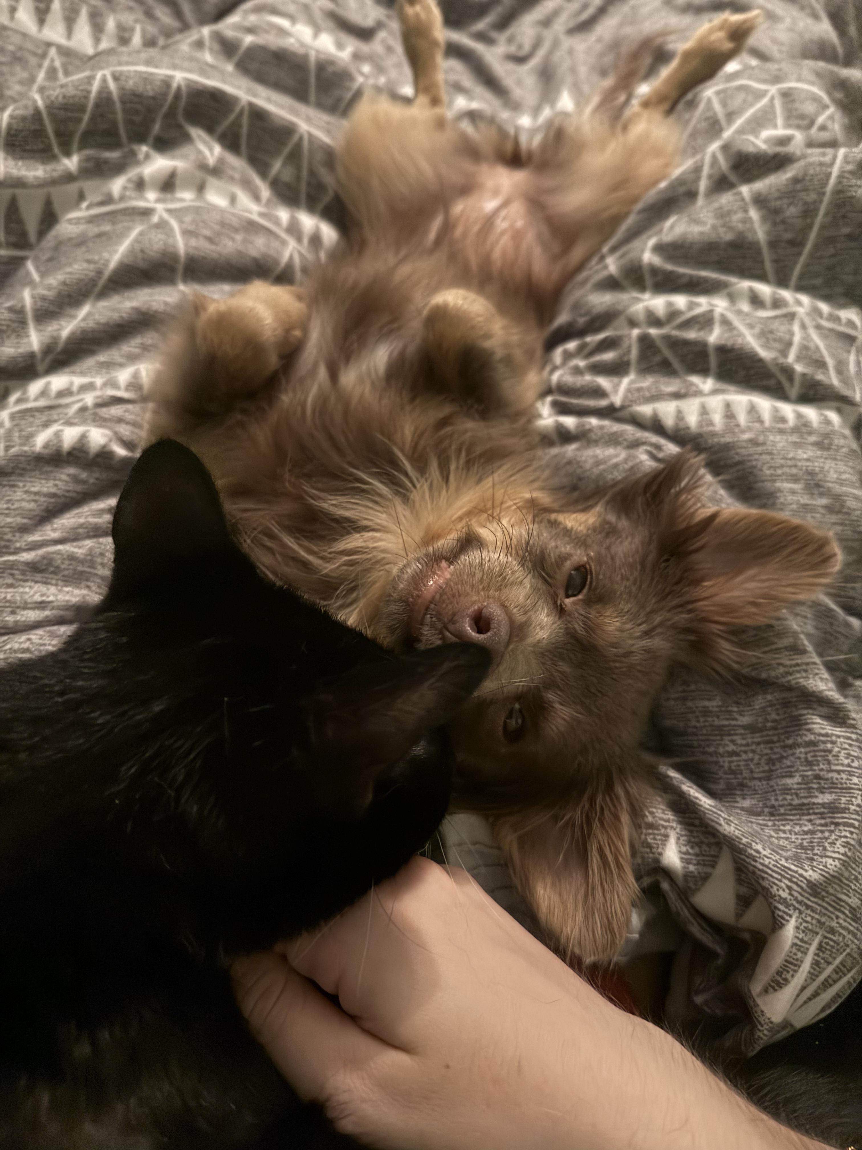 Enlarge Natasha , a ADOPTABLE Chihuahua in Hillsborough, NC image 4/5