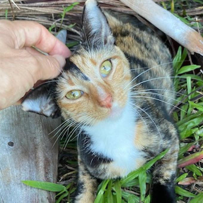 Enlarge Jolene, a Adoptable Domestic Short Hair in Volcano, HI image 1/1