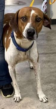 Buckshot, Adoptable, Adult Male Hound & Mixed Breed.
