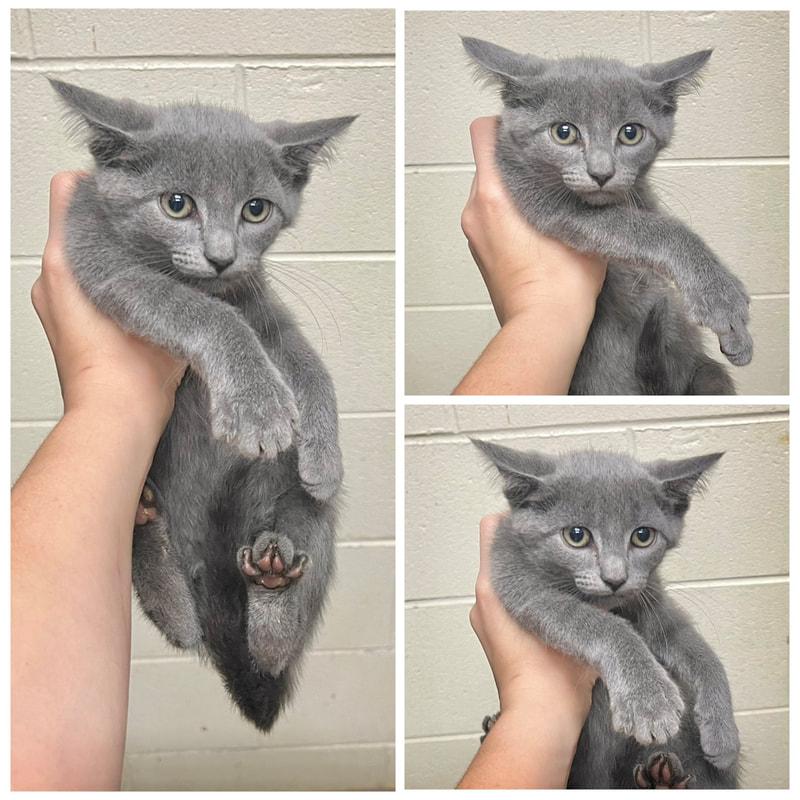 Vinnie, ADOPTABLE, Young Male Domestic Short Hair.