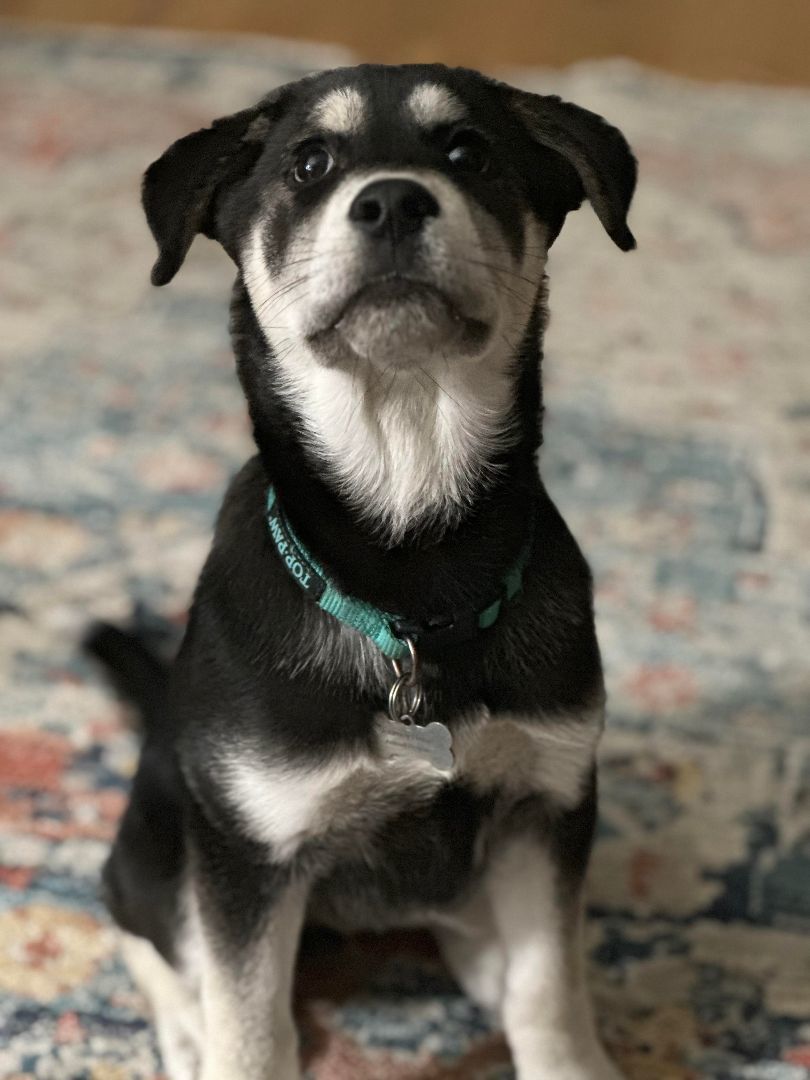 BRONX, an adopted Shepherd Mix in Grand Forks, ND_image-1