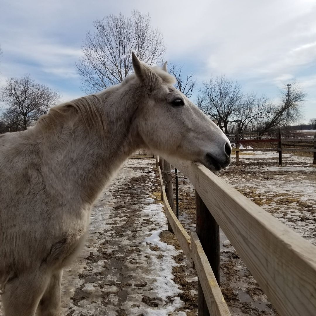 Dixie, Adopted, Adult Female Thoroughbred.