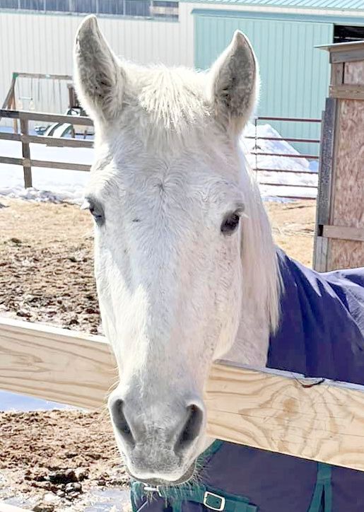 Dixie, a Adopted mixed breed in Elkhart Lake, WI image 2/8
