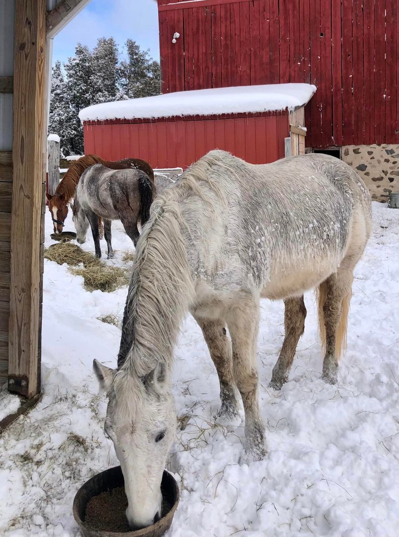 Dixie, a Adopted mixed breed in Elkhart Lake, WI image 3/8