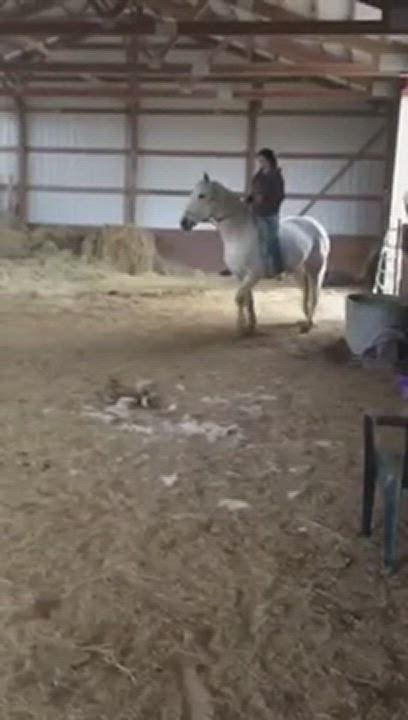 Enlarge Dixie, a Adopted mixed breed in Elkhart Lake, WI video 8/8