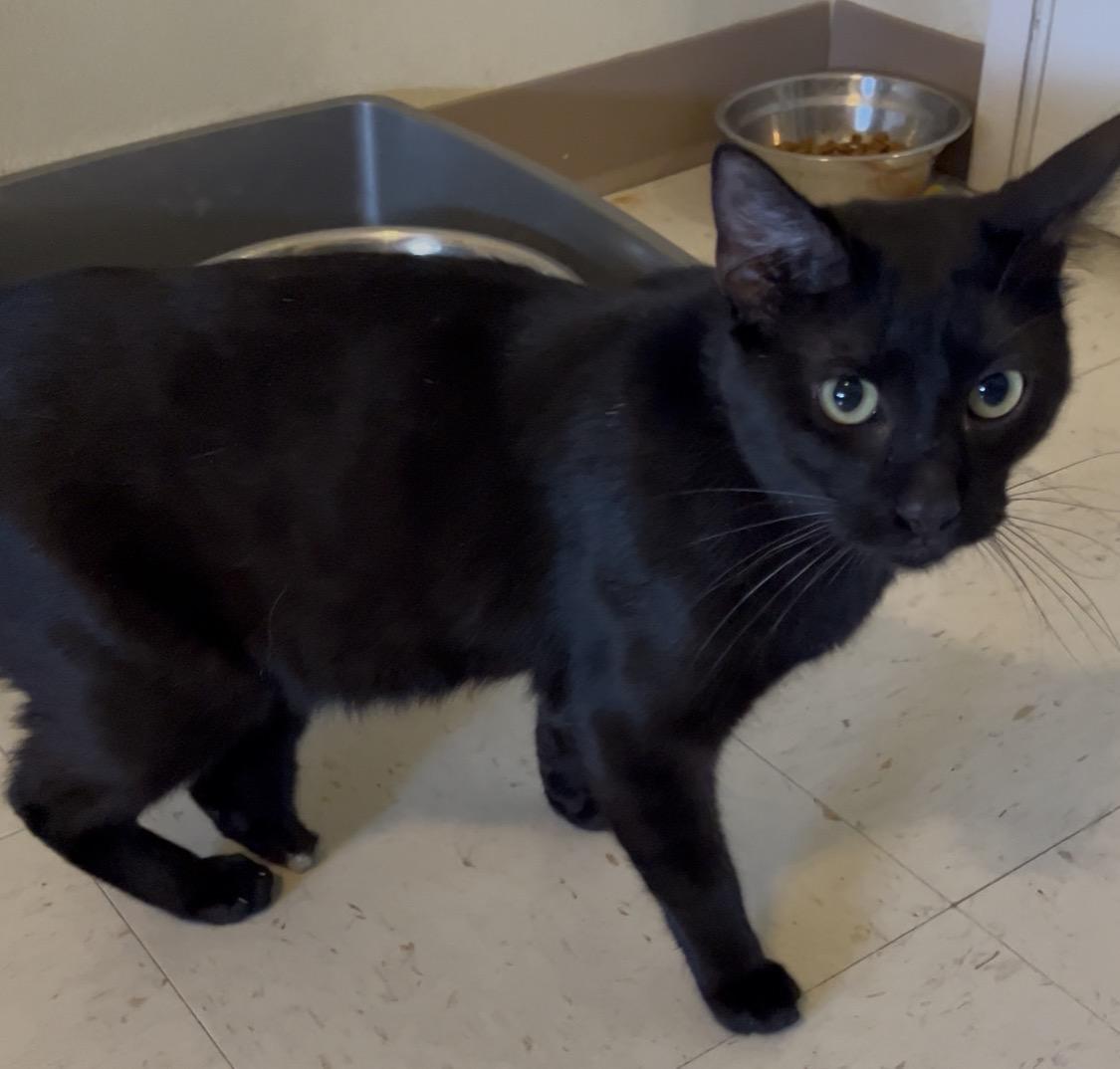 Three and a half legged Denzel, a Adoptable Domestic Short Hair in Moline, IL image 1/4