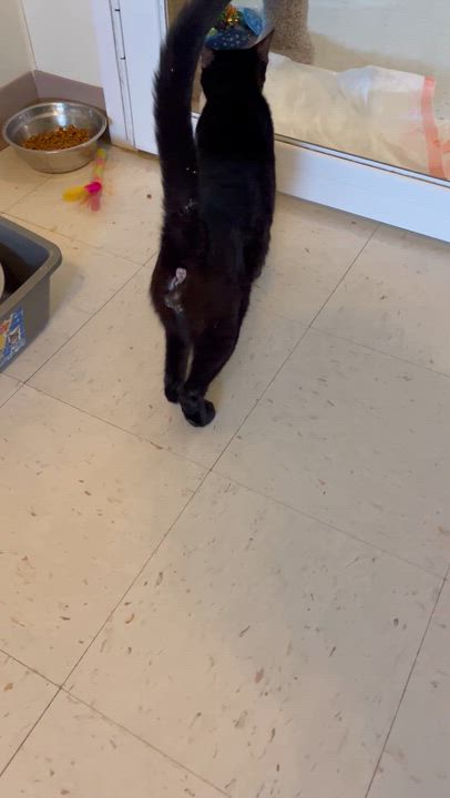 Enlarge Three and a half legged Denzel, a Adoptable Domestic Short Hair in Moline, IL video 2/4