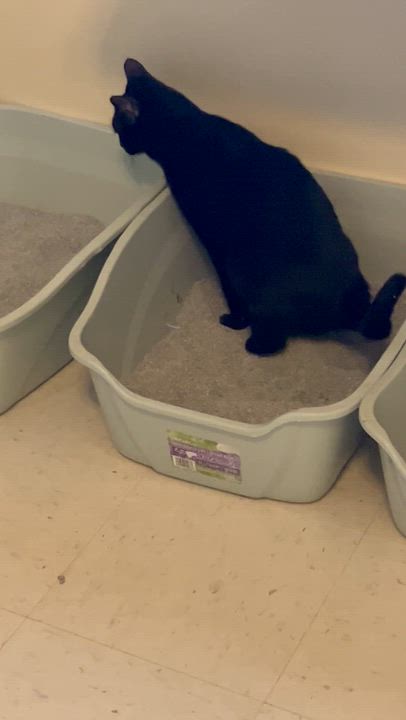 Enlarge Three and a half legged Denzel, a Adoptable Domestic Short Hair in Moline, IL video 4/4
