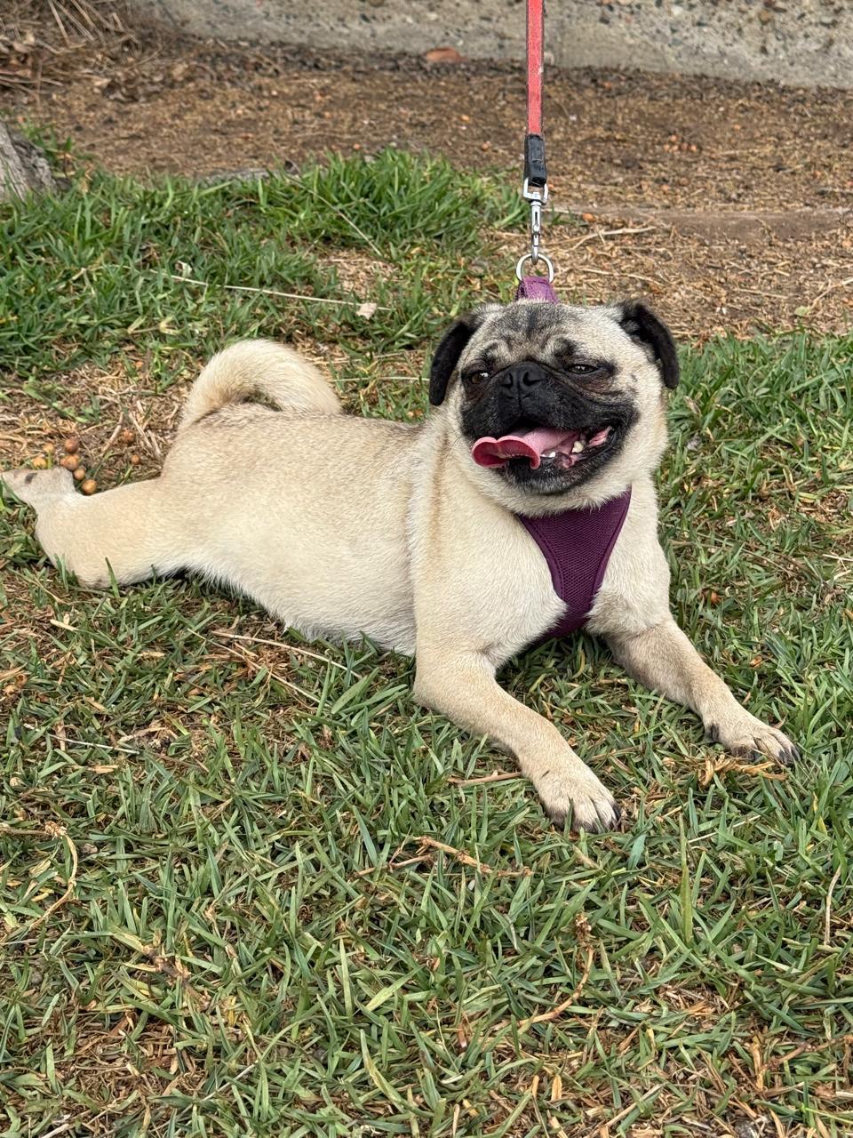 Summer, Young Female Pug