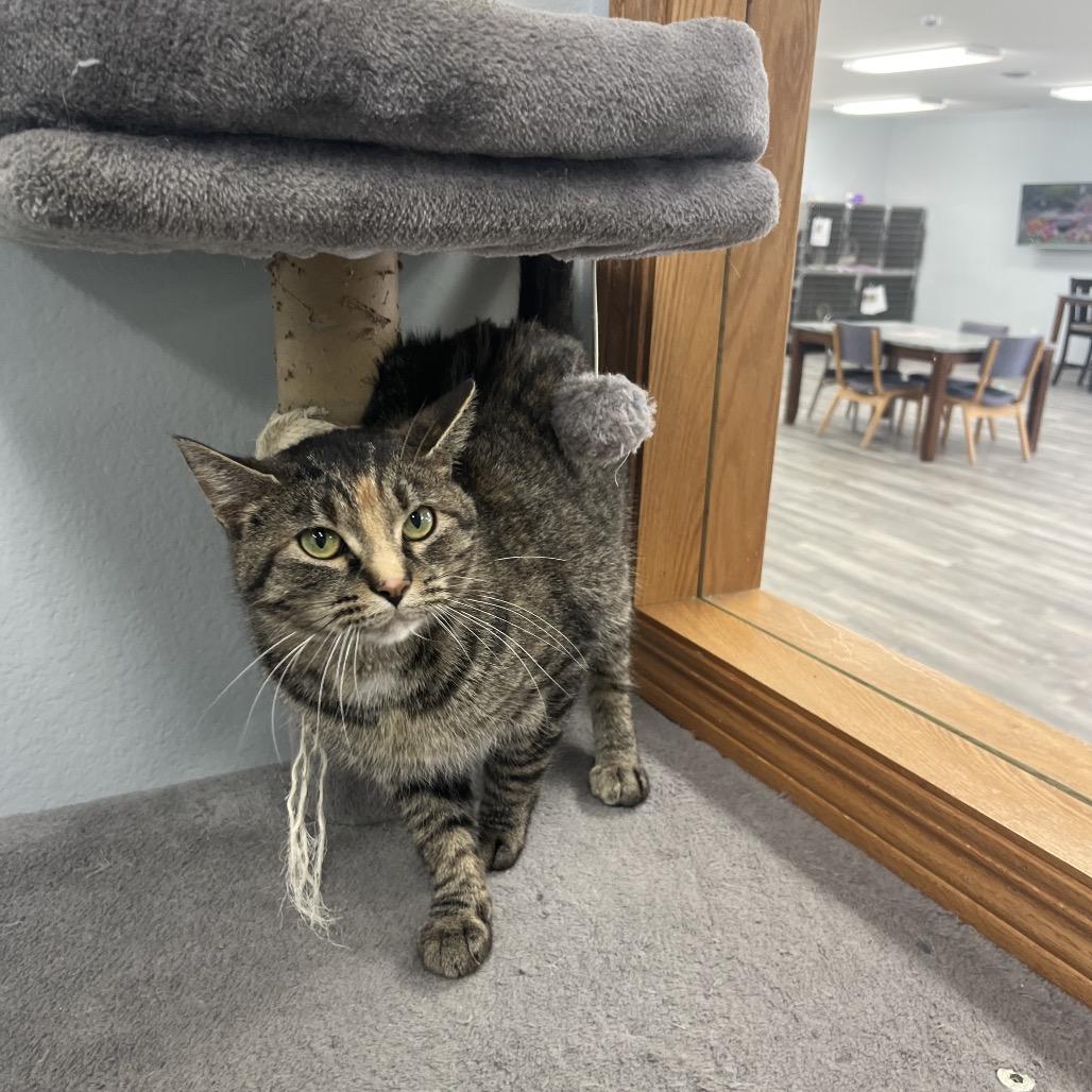 Melody , a ADOPTABLE Domestic Short Hair in Crookston, MN image 1/4