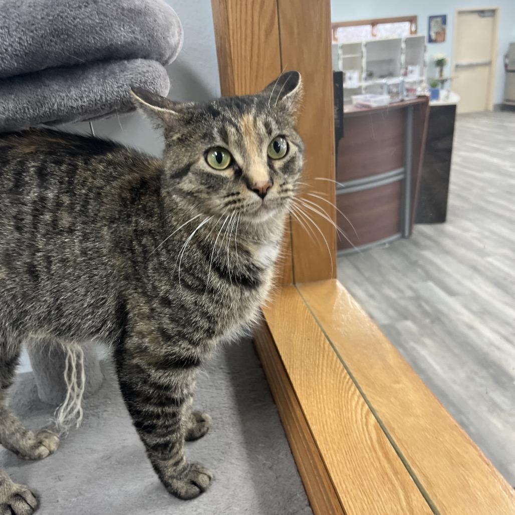 Melody , a ADOPTABLE Domestic Short Hair in Crookston, MN image 2/4