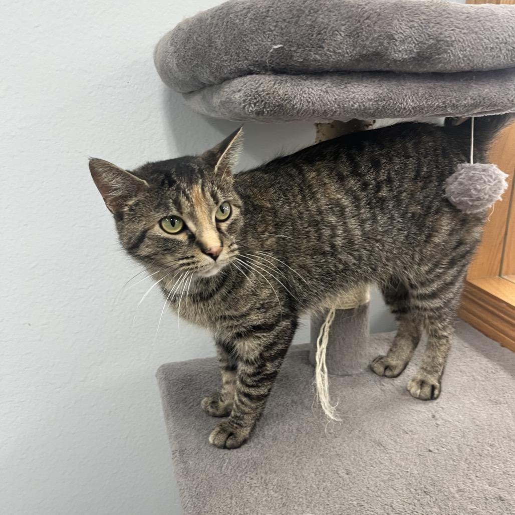 Melody , a ADOPTABLE Domestic Short Hair in Crookston, MN image 3/4