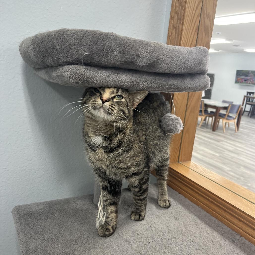 Melody , a ADOPTABLE Domestic Short Hair in Crookston, MN image 4/4