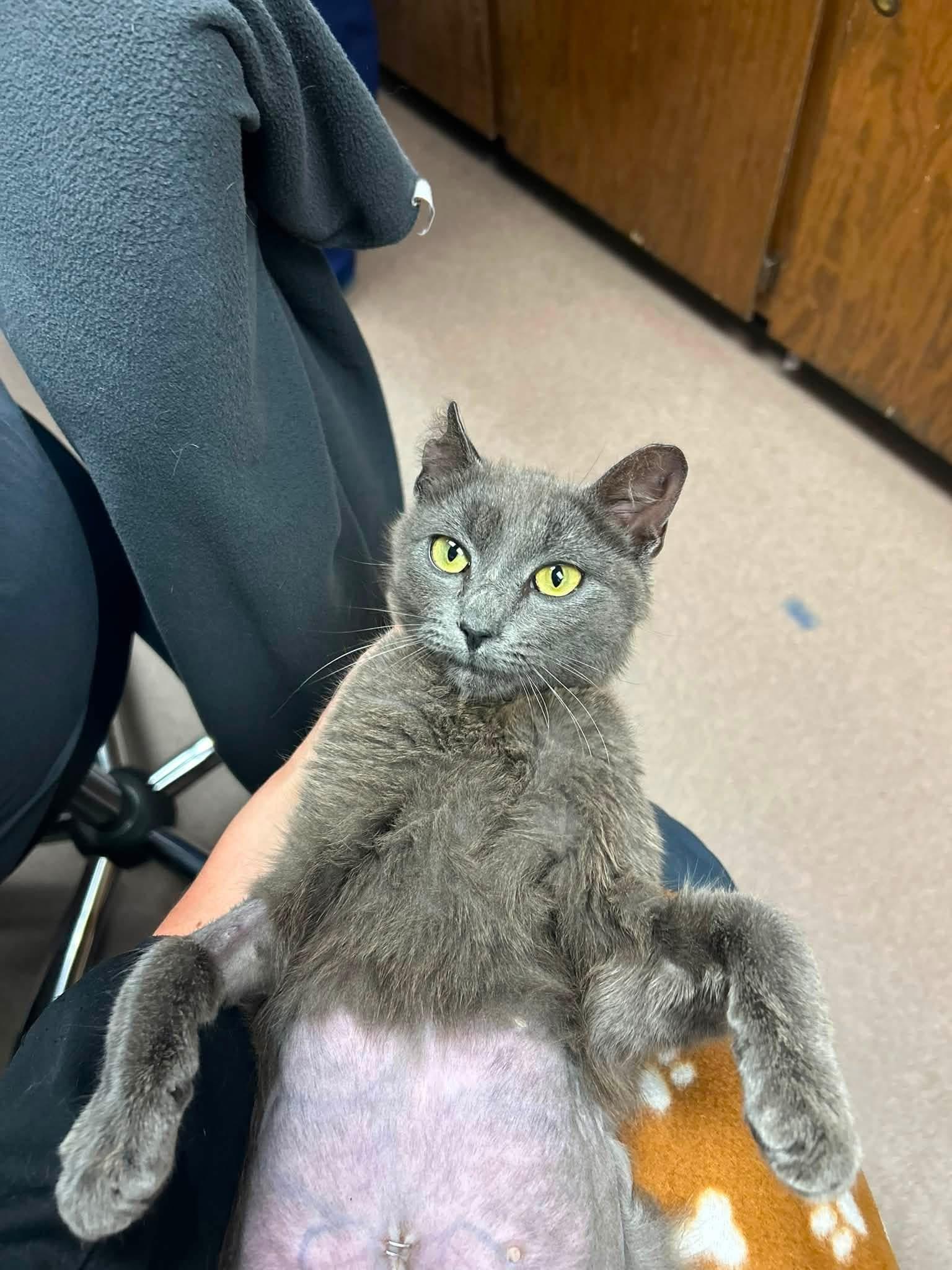 Stella Luna, a ADOPTABLE Domestic Short Hair in Statesboro, GA image 4/4