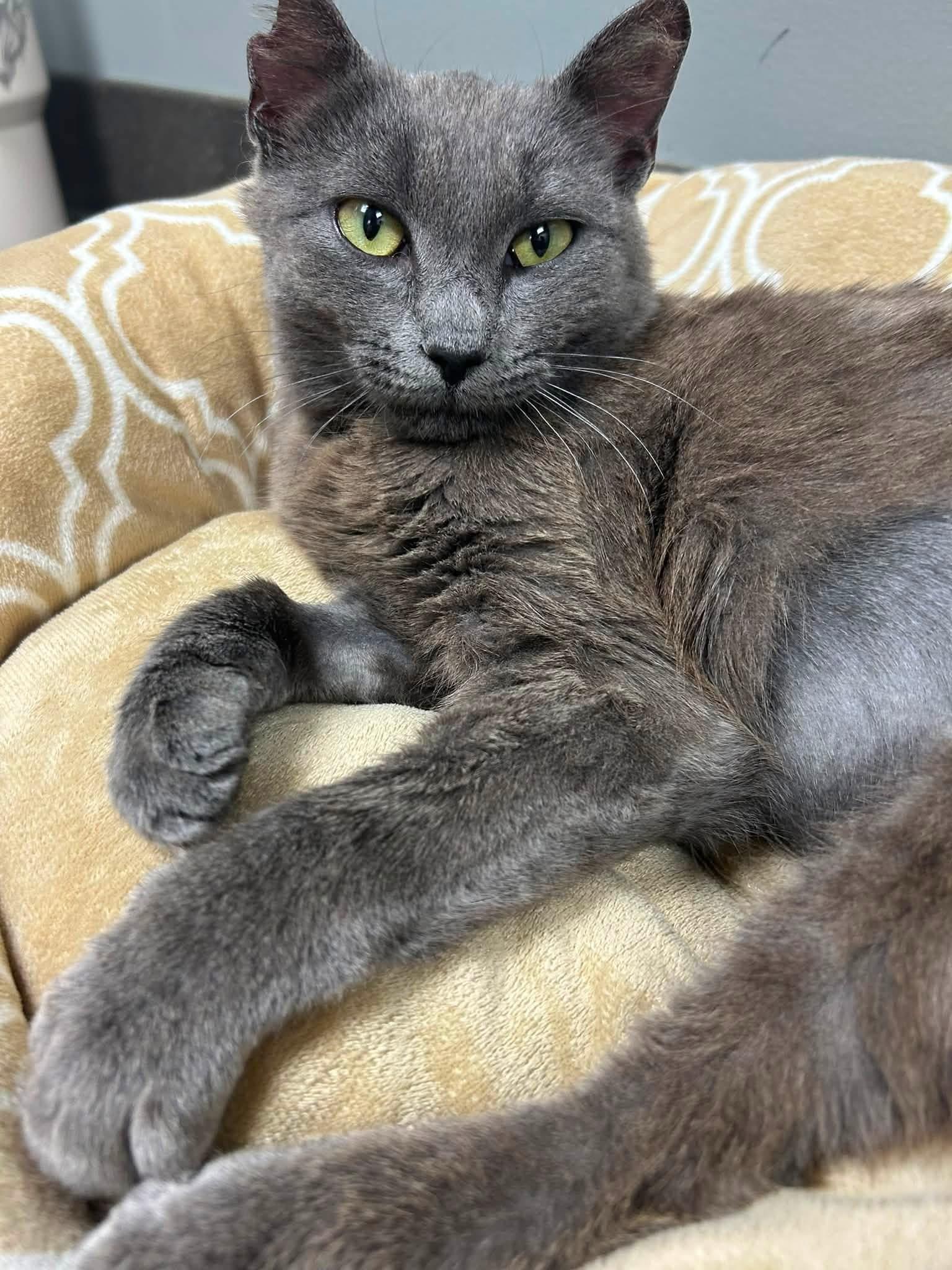 Stella Luna, ADOPTABLE, Young Female Domestic Short Hair.