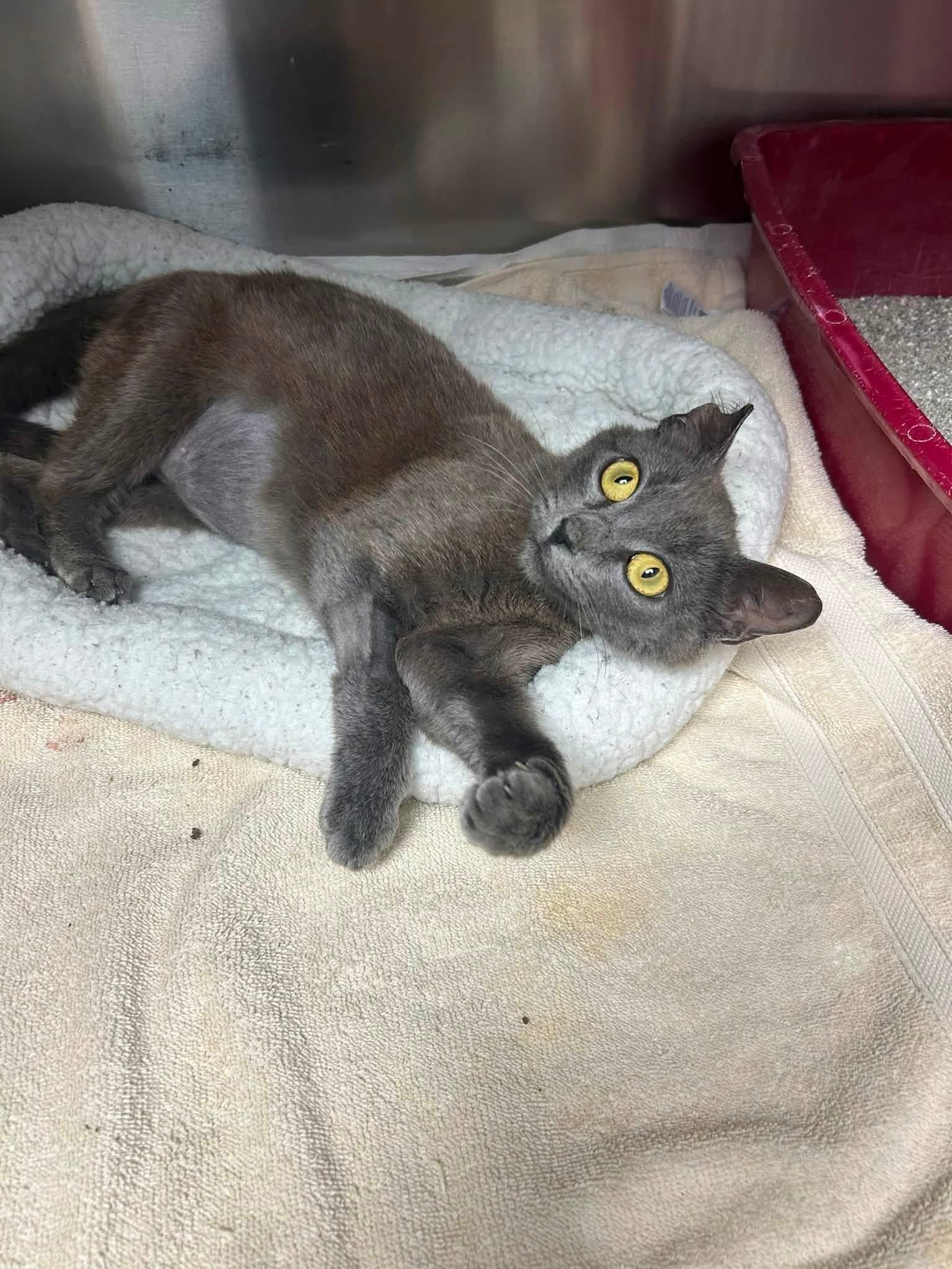 Stella Luna, a ADOPTABLE Domestic Short Hair in Statesboro, GA image 3/4