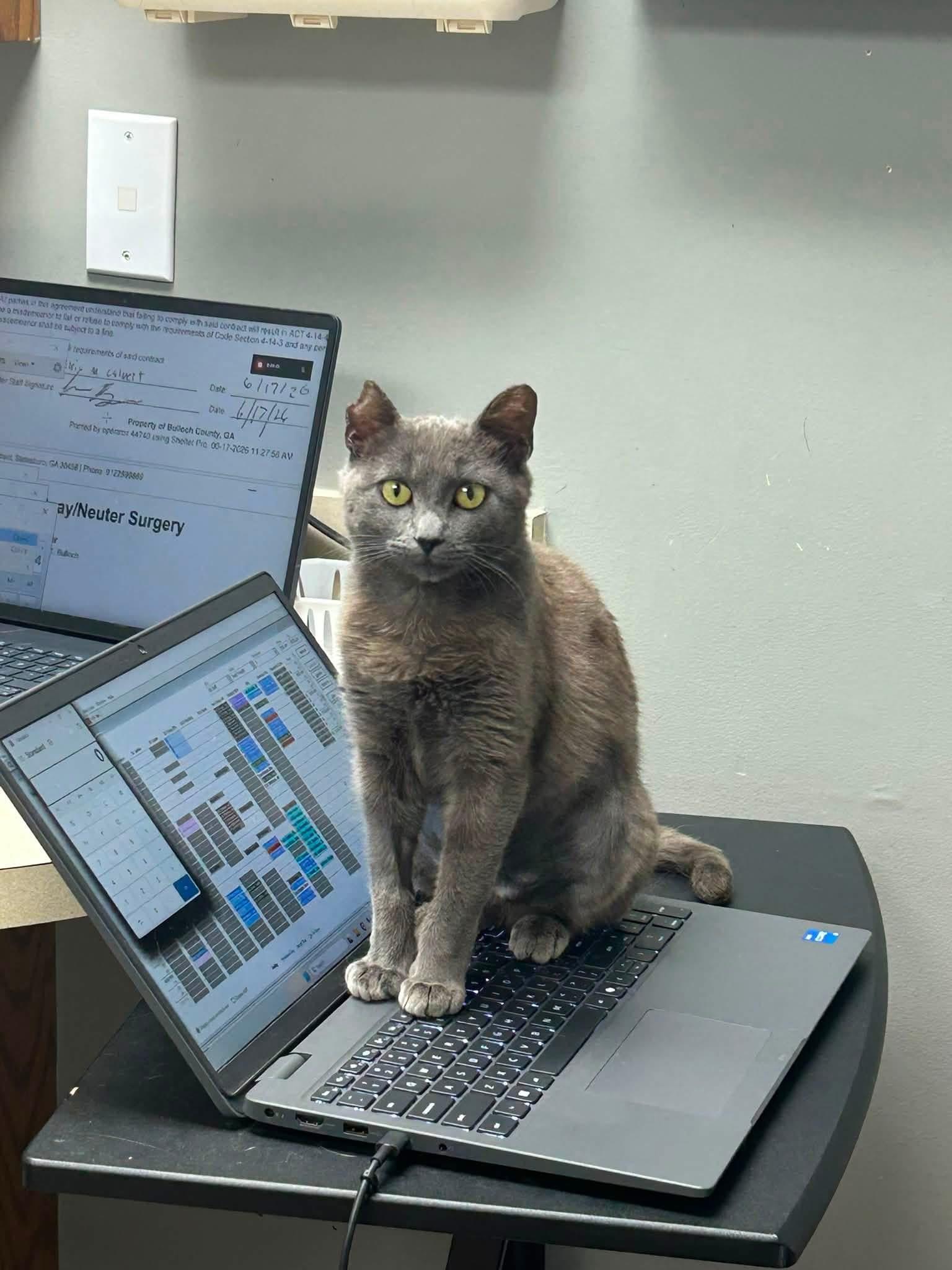 Stella Luna, a ADOPTABLE Domestic Short Hair in Statesboro, GA image 2/4
