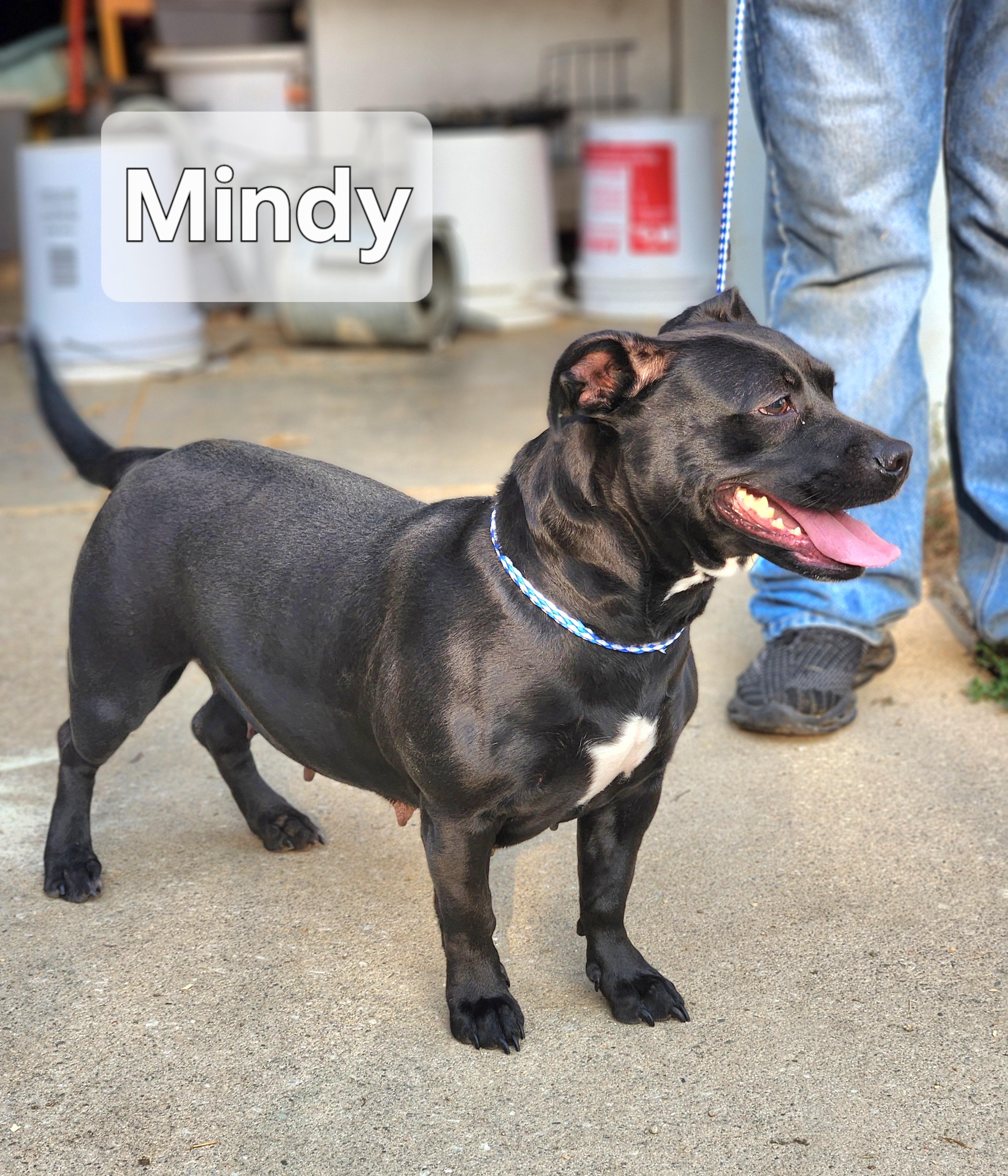 Mindy photo 5