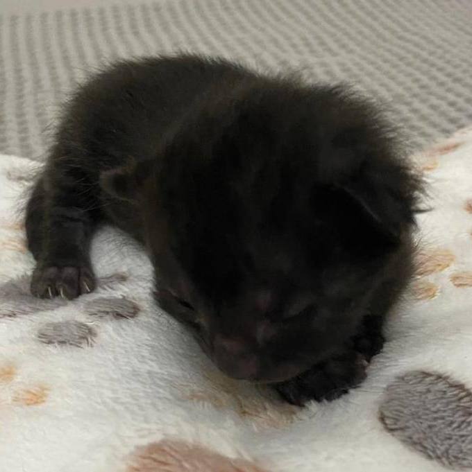 Blackie, Adoptable, Kitten Female Domestic Short Hair.