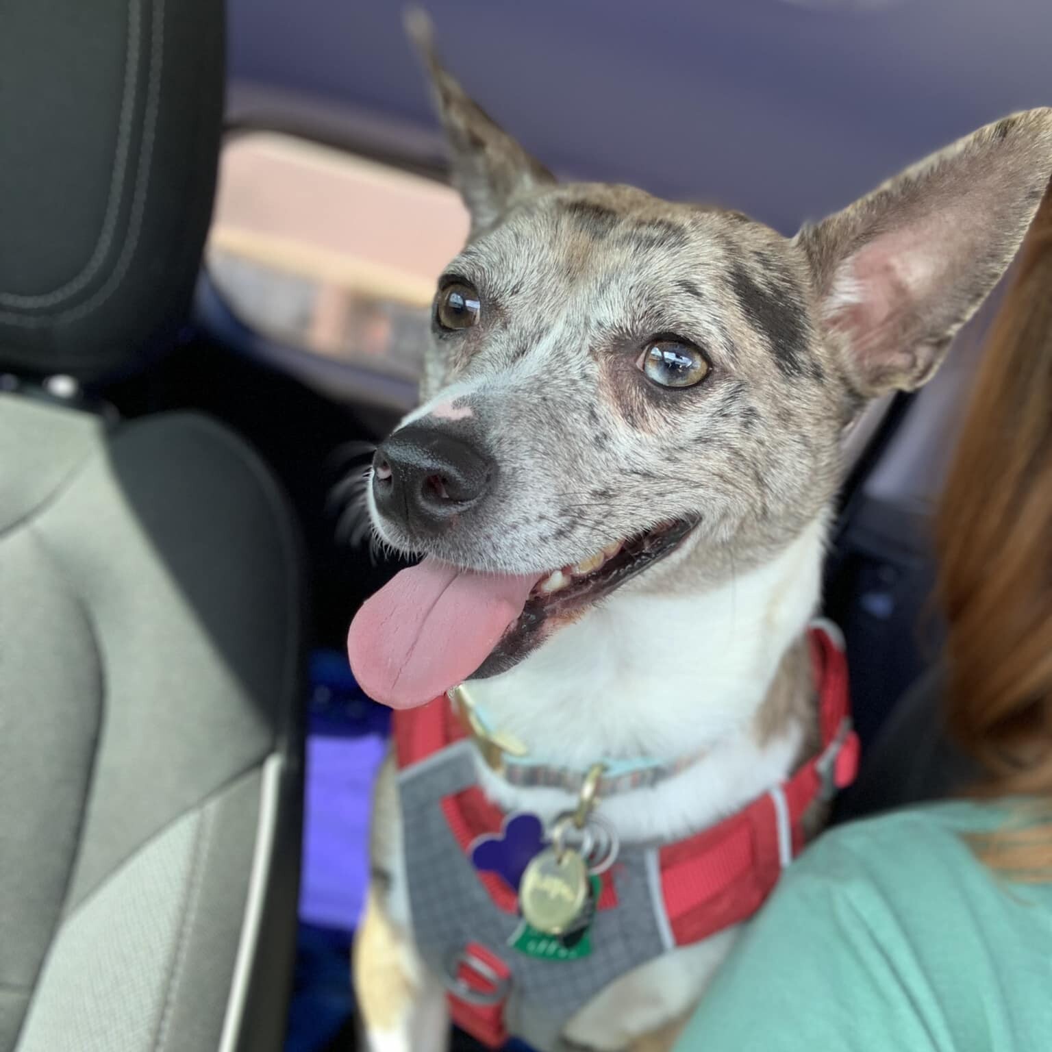 Blue, Adopted, Adult Male Chihuahua.