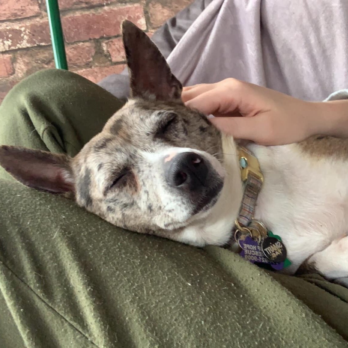 Blue, a Adopted mixed breed in Memphis, TN image 2/10