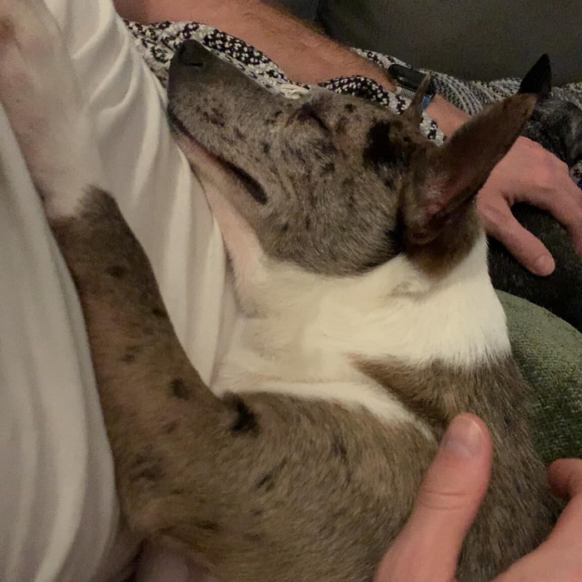 Blue, a Adopted mixed breed in Memphis, TN image 3/10