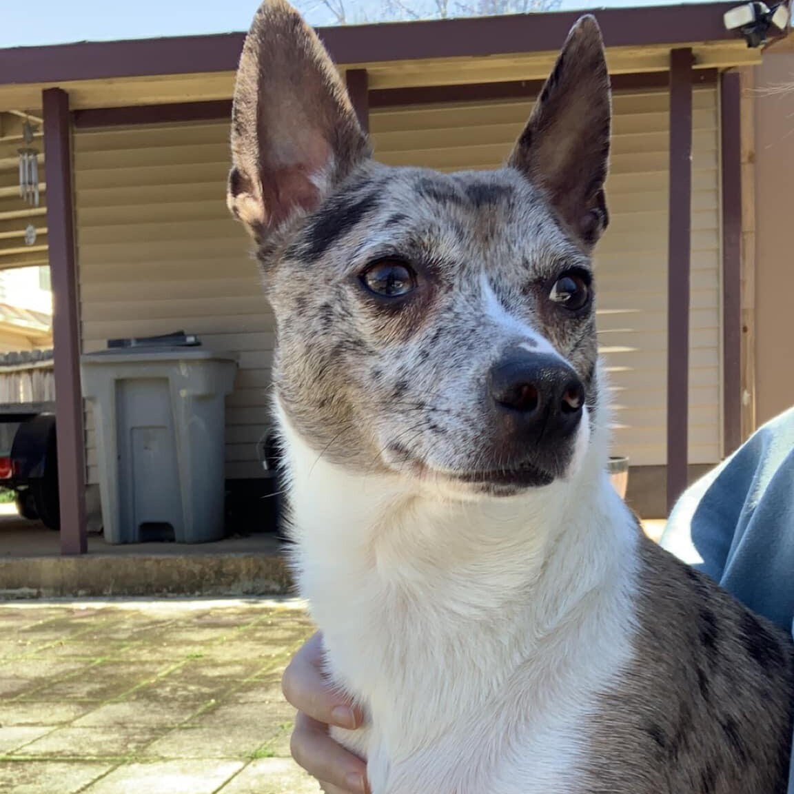 Blue, a Adopted mixed breed in Memphis, TN image 4/10