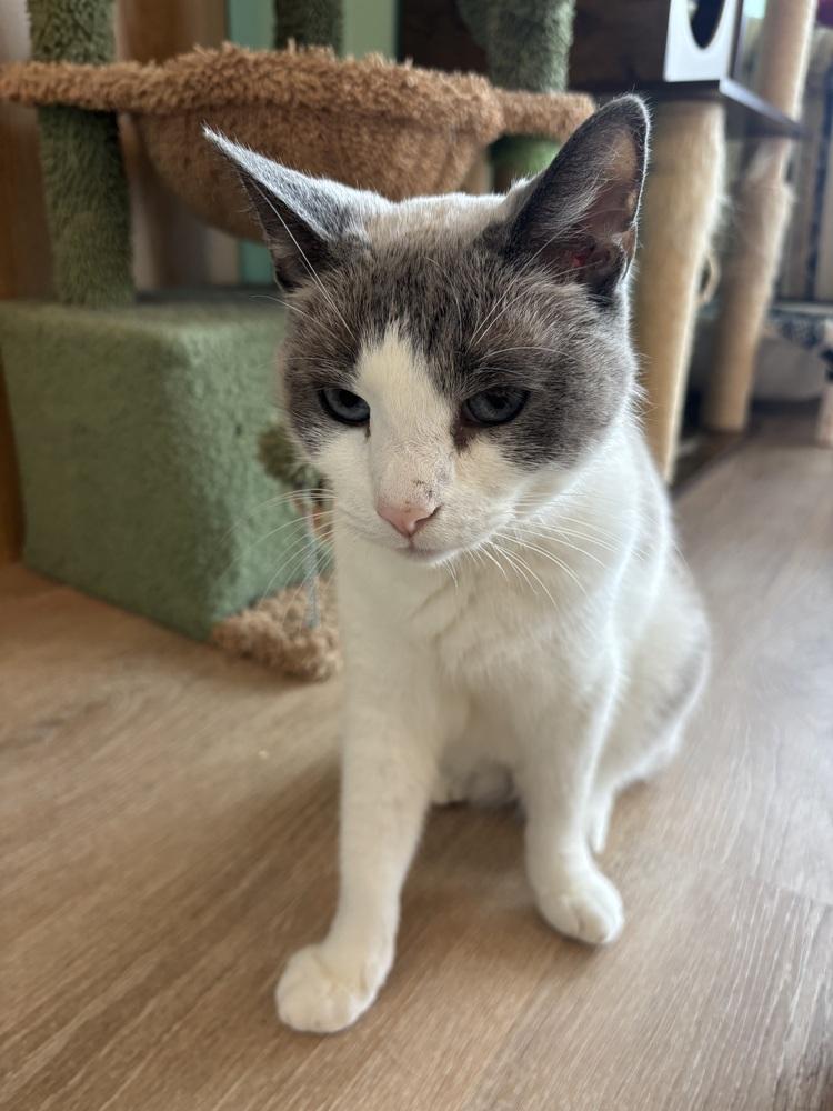 BENJI, Adoptable, Adult Male Domestic Short Hair.